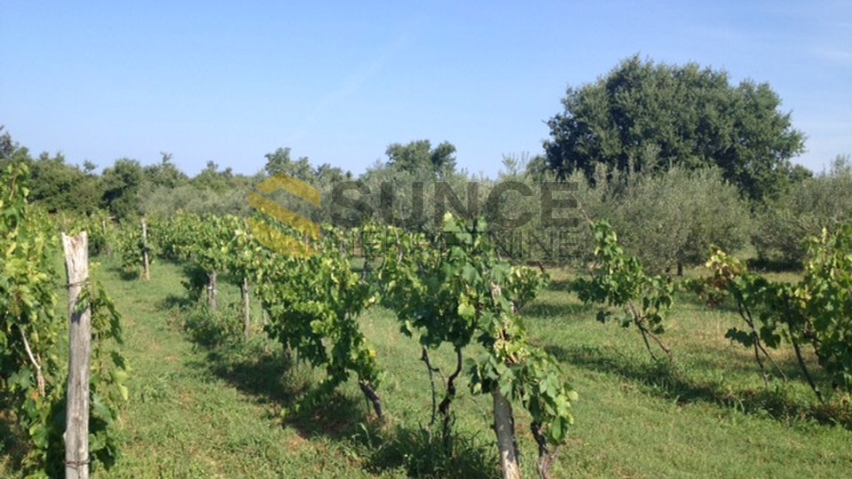 ISTRIA, Vodnjan, property with 25000 m2 of land! OPPORTUNITY FOR INVESTMENT!