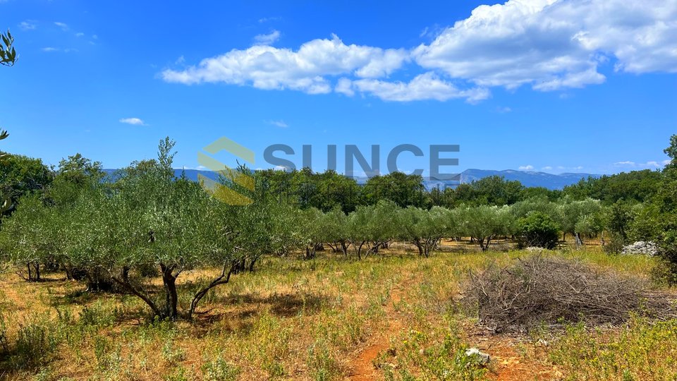 Island of Krk, west side, old stone house with olive grove and sea view!