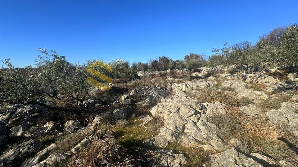 Grad Krk okolica, uređen maslinik sa pogledom na more!